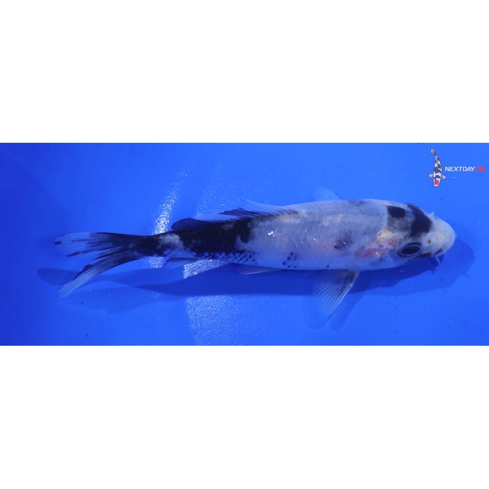 5” Imported Matsukawabakke