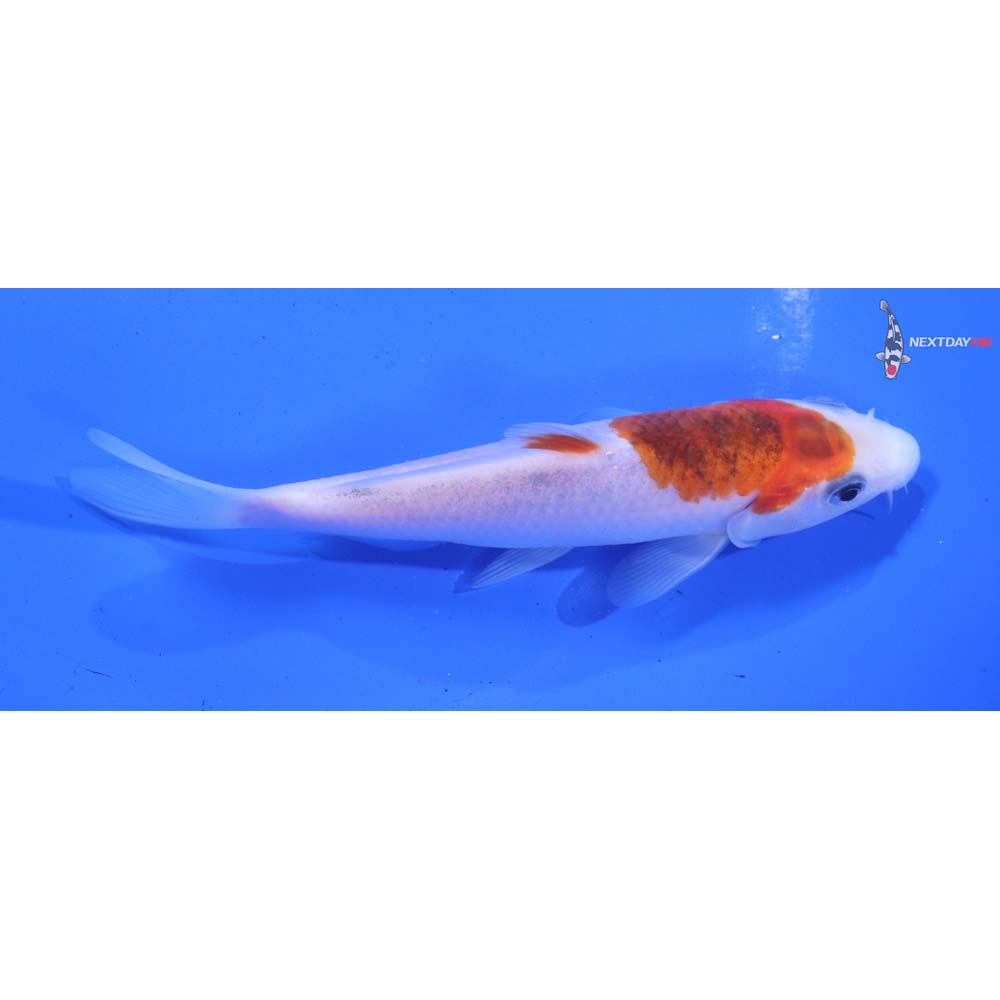 5” Imported Goromo