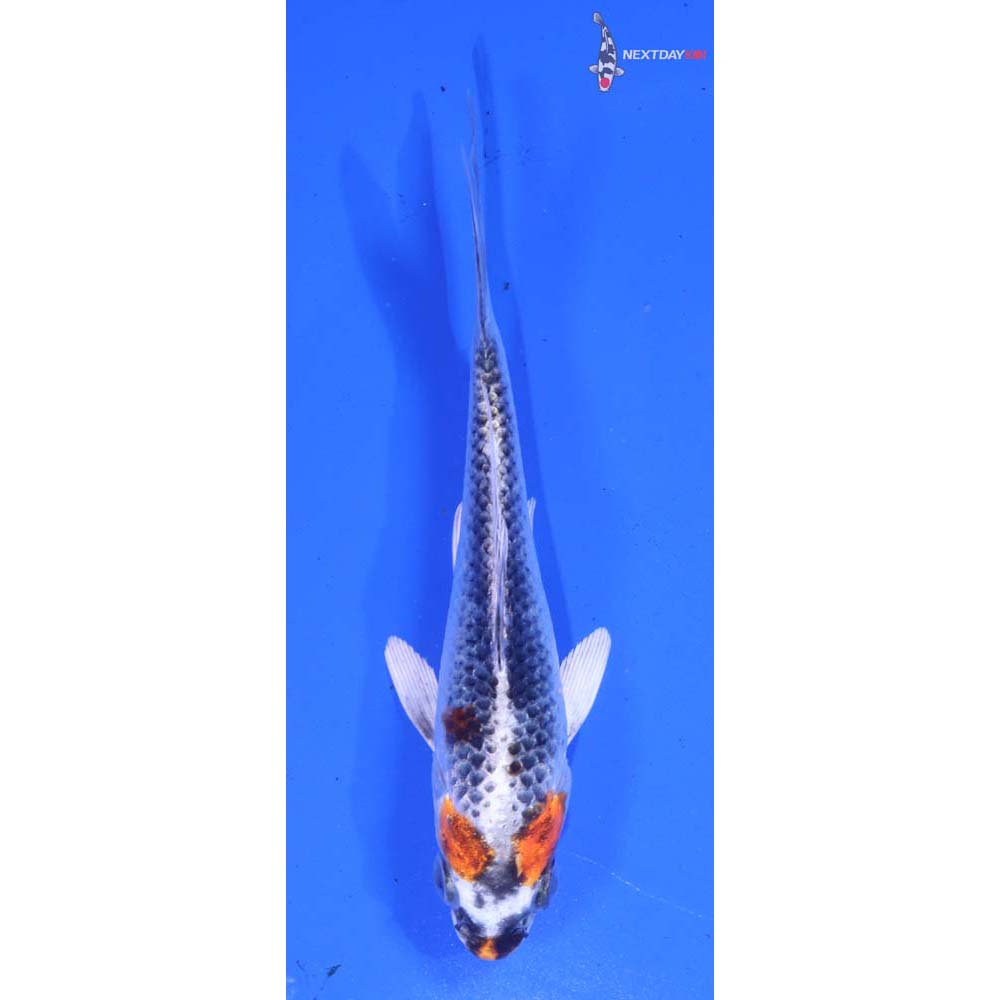 5” Imported Kujaku