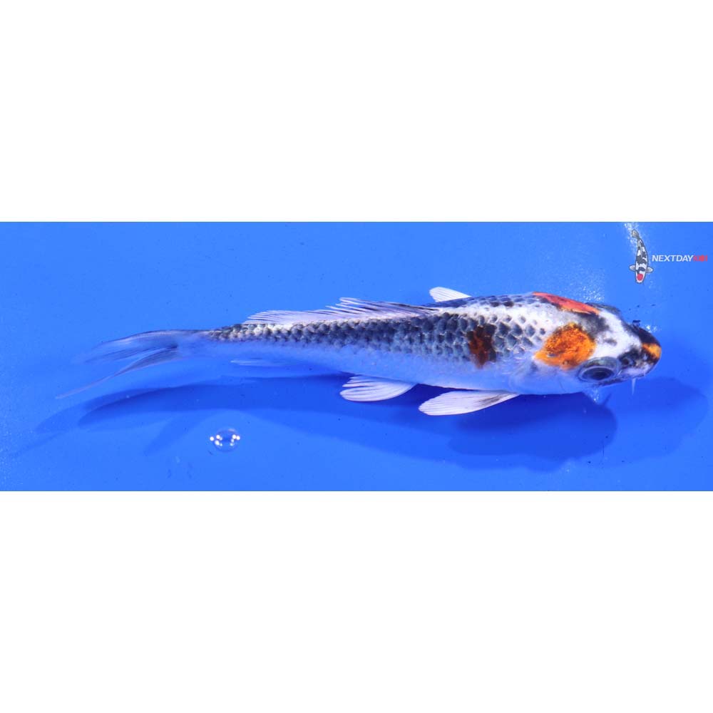 5” Imported Kujaku