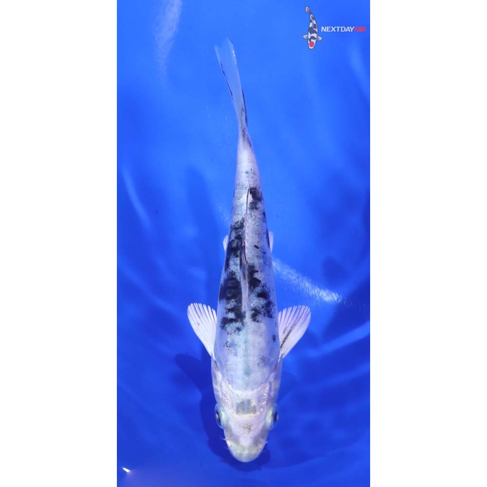 4.5” Imported Doitsu Gin Shiro Bekko