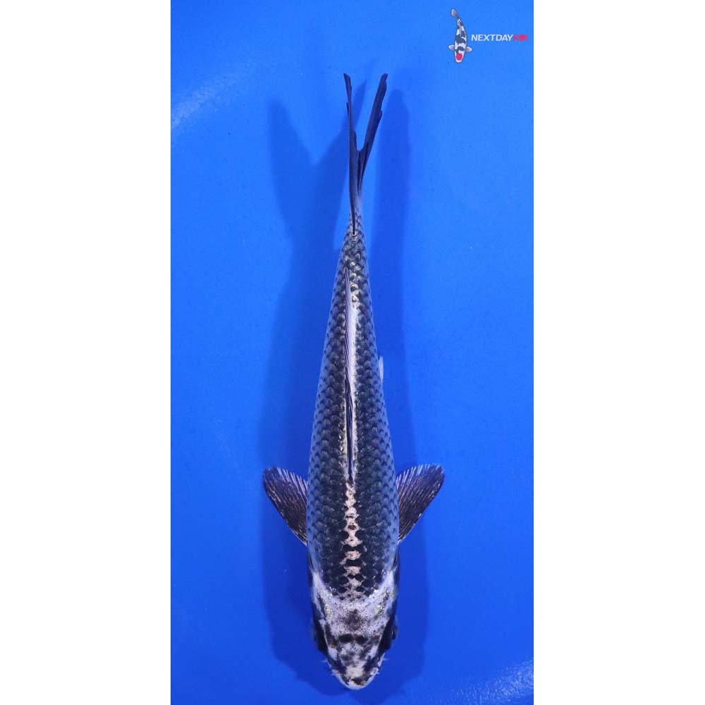 5.5” Imported Gin Matsuba