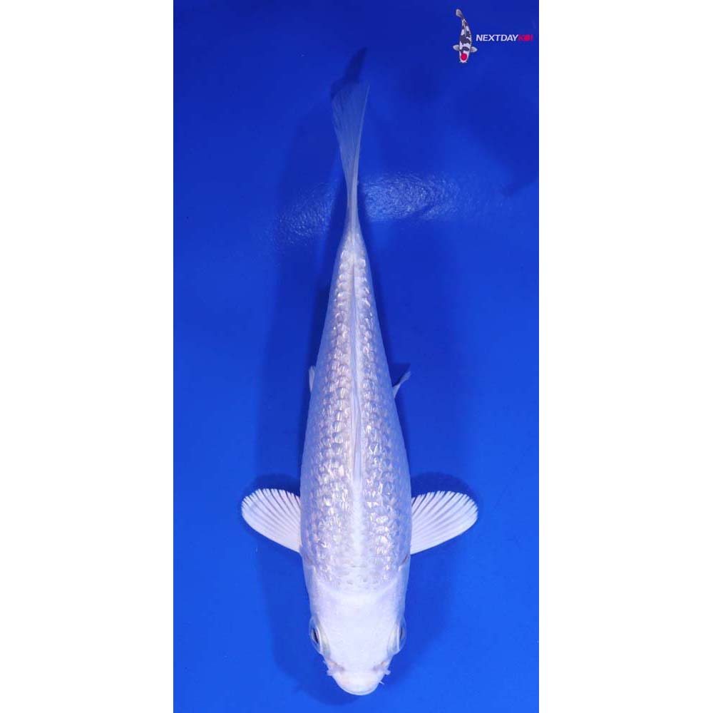 5.5” Imported Gin Rin Platinum Ogon