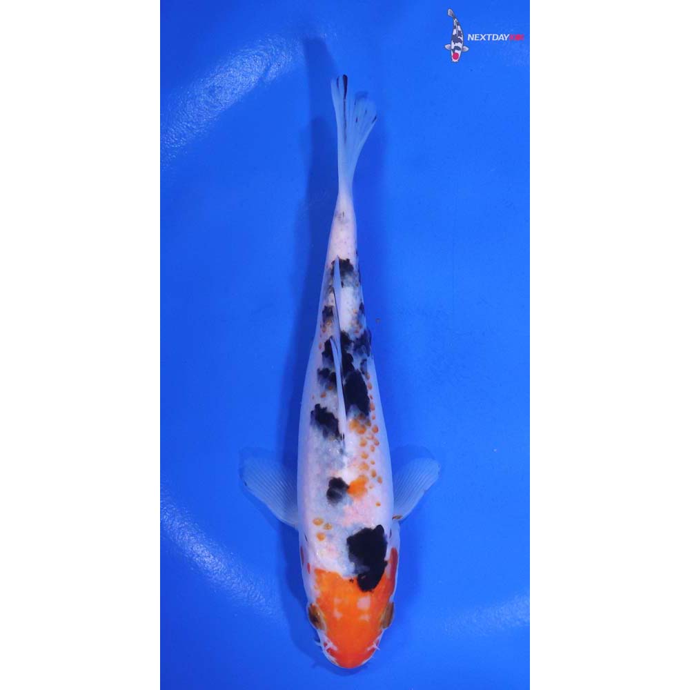 5.5” Imported Sanke