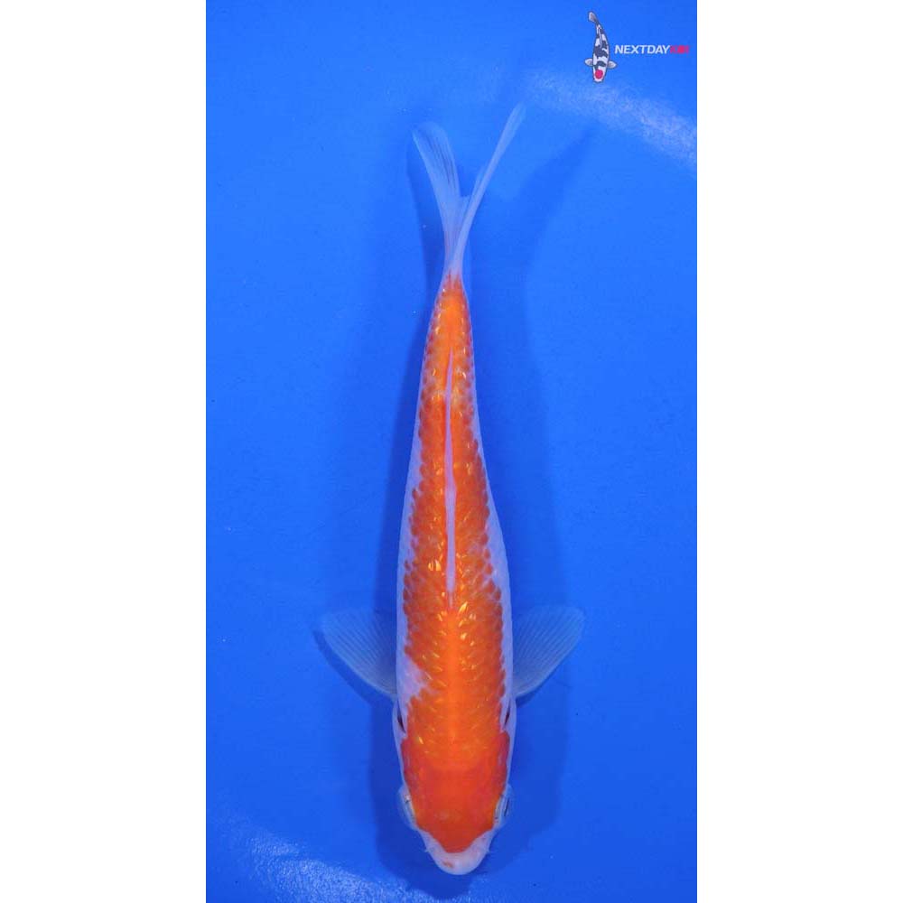5.5” Imported Gin Rin Kohaku