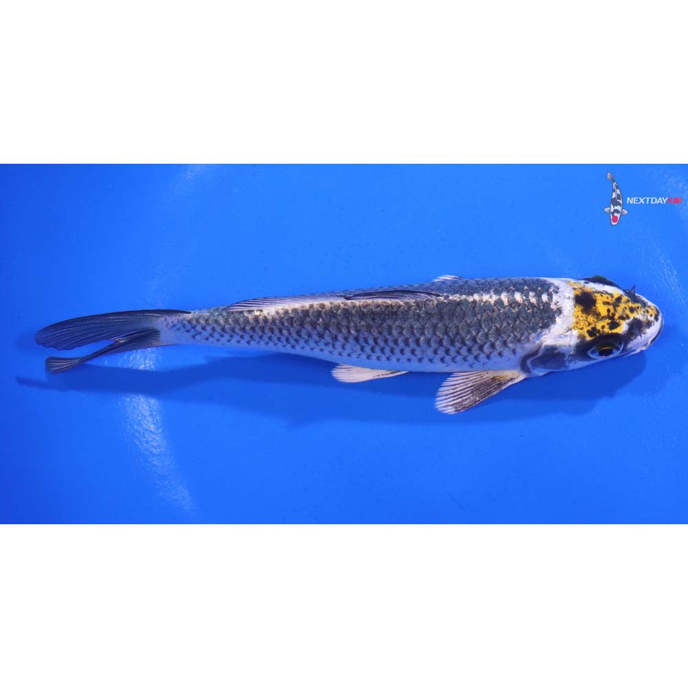 6” Imported Kujaku