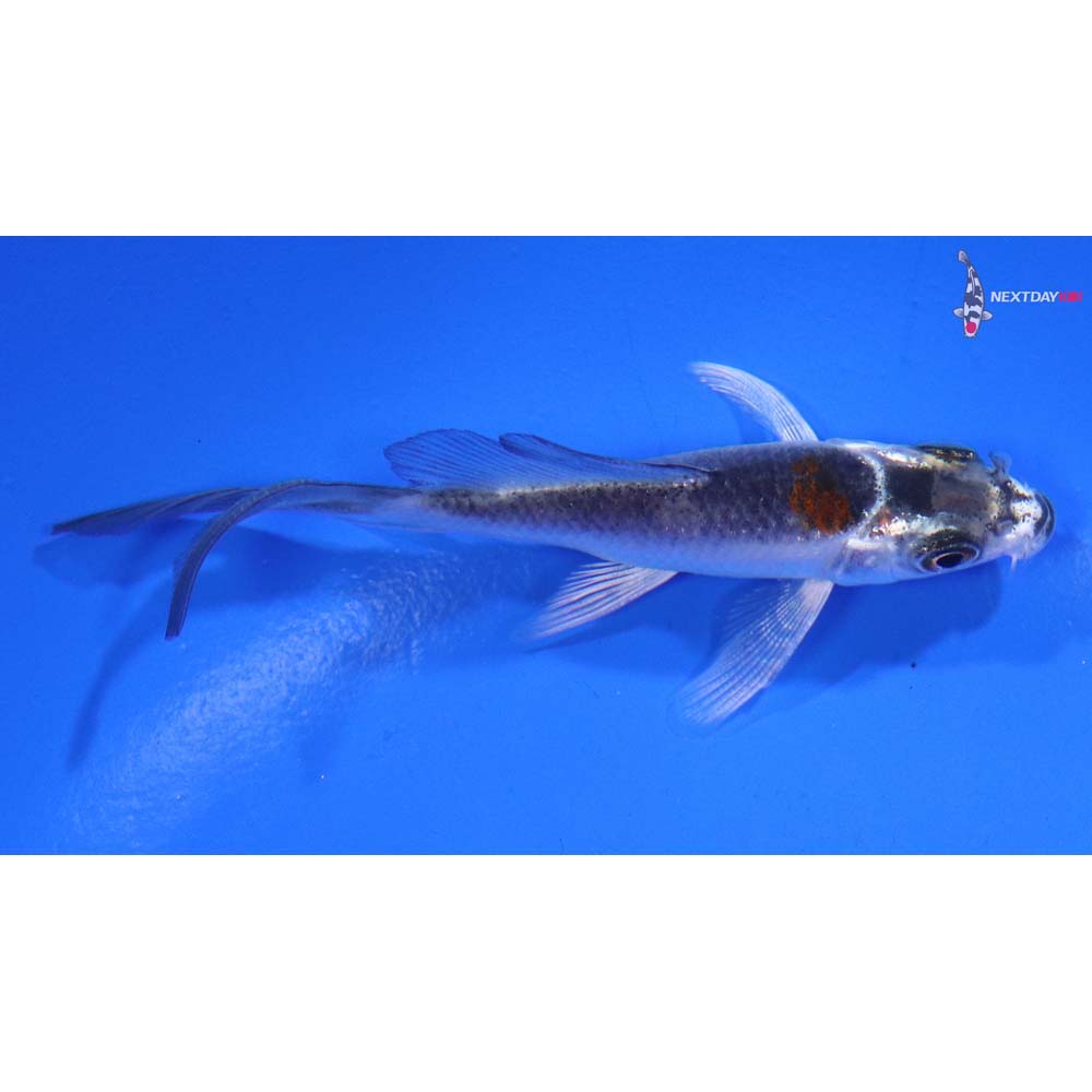 3.5” Imported Kujaku Butterfly Koi