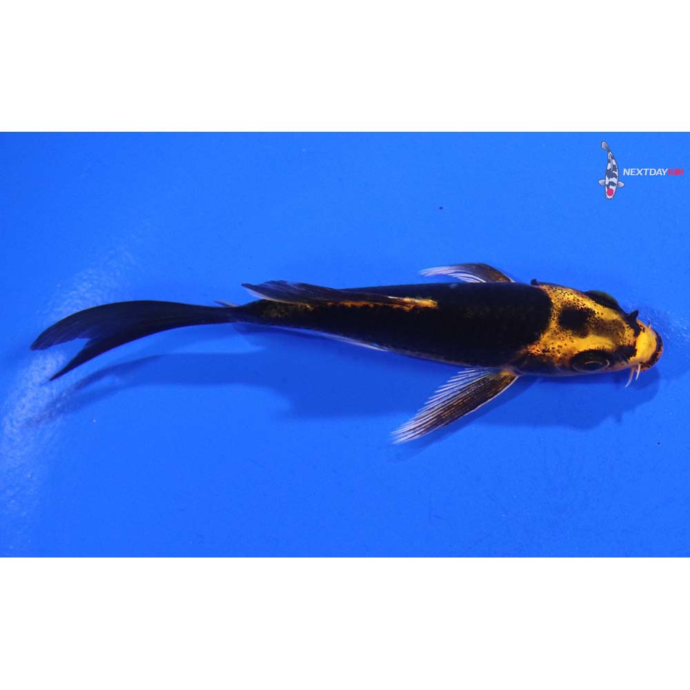 3.5” Imported Orenji Matsuba Butterfly Koi