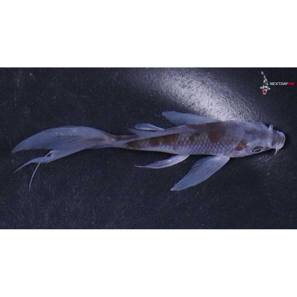 3.5” Imported Ochiba Shigure Butterfly Koi