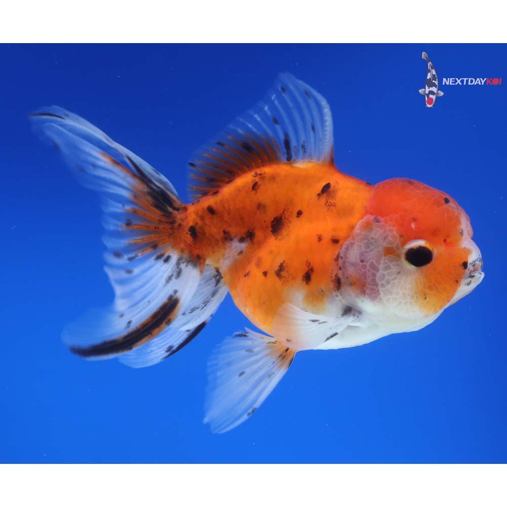 4.5” Imported Calico Oranda