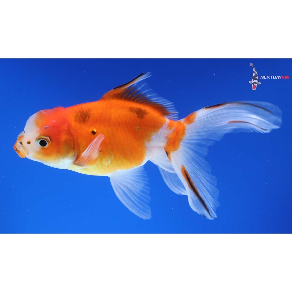 5.5” Imported Calico Oranda