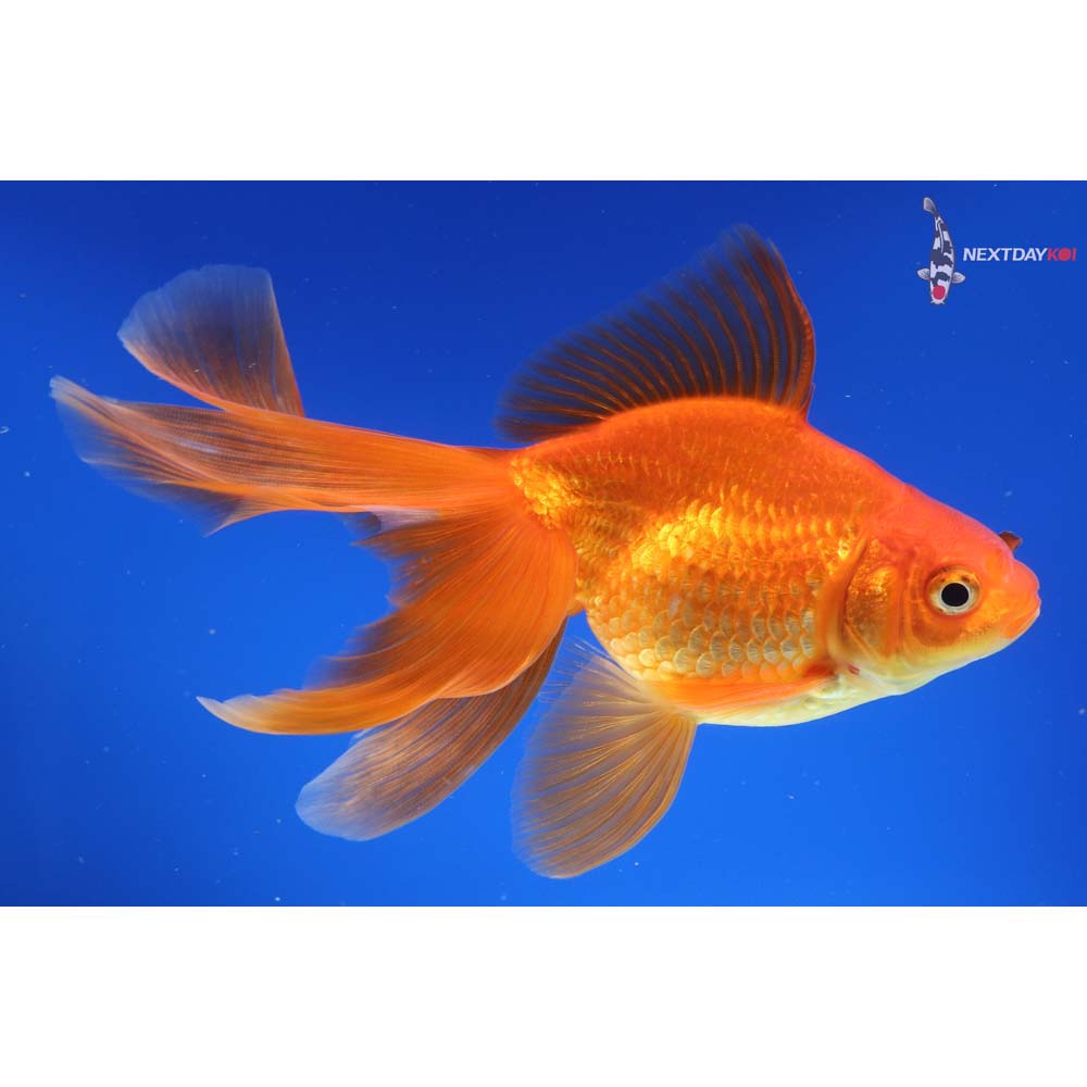 6” Imported Red Ryukin