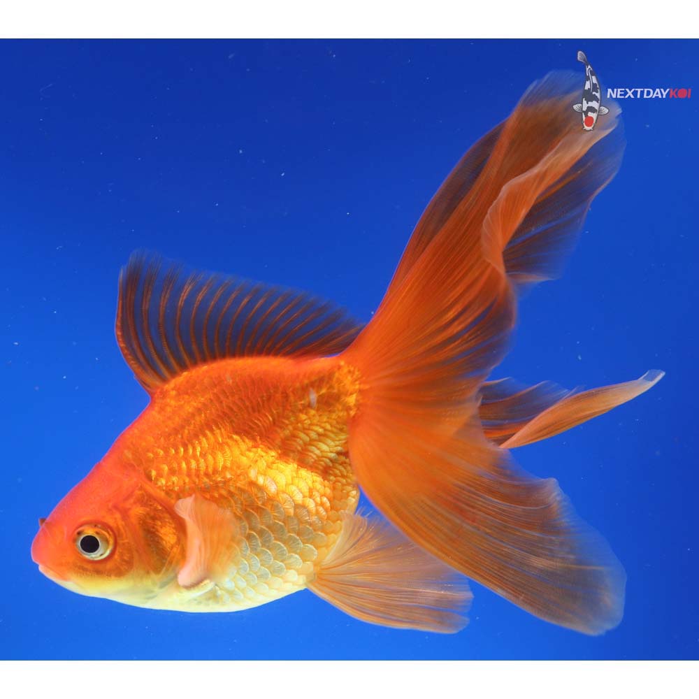 6” Imported Red Ryukin