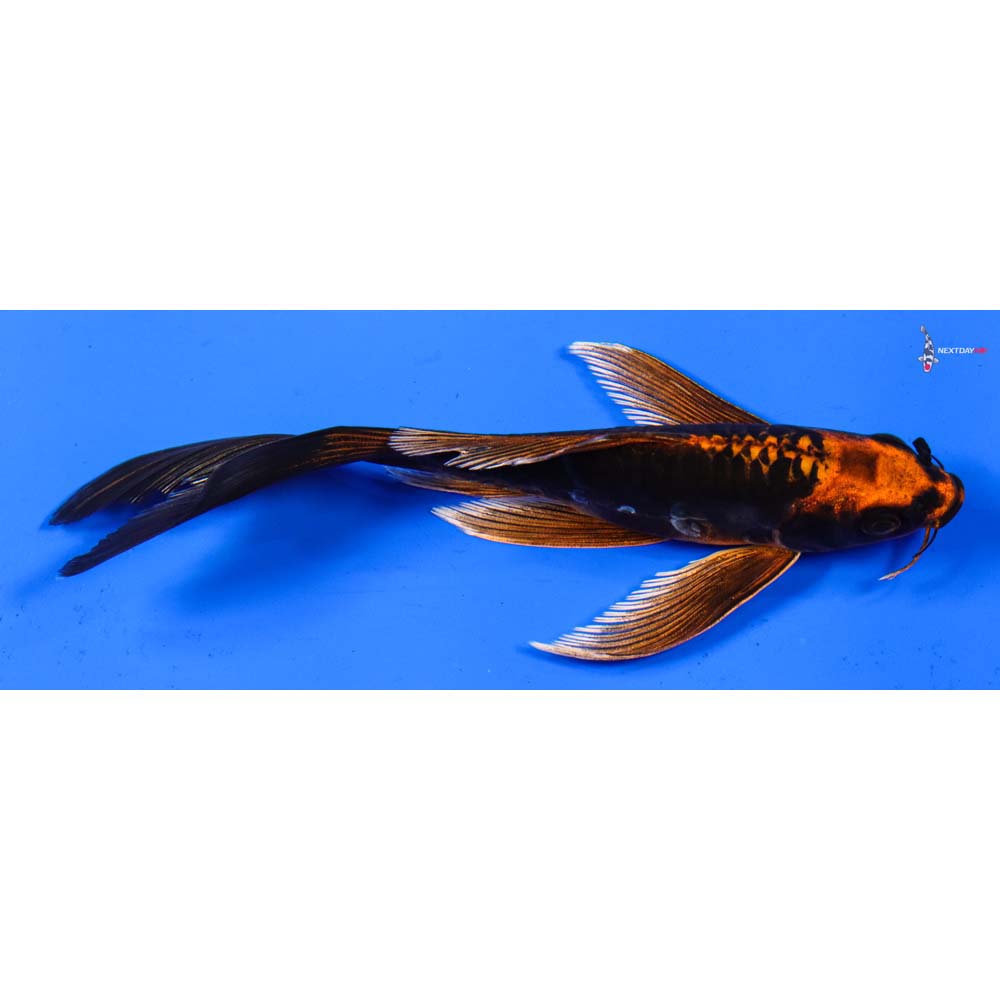 6” Imported Kin Kikokuryu Butterfly Koi
