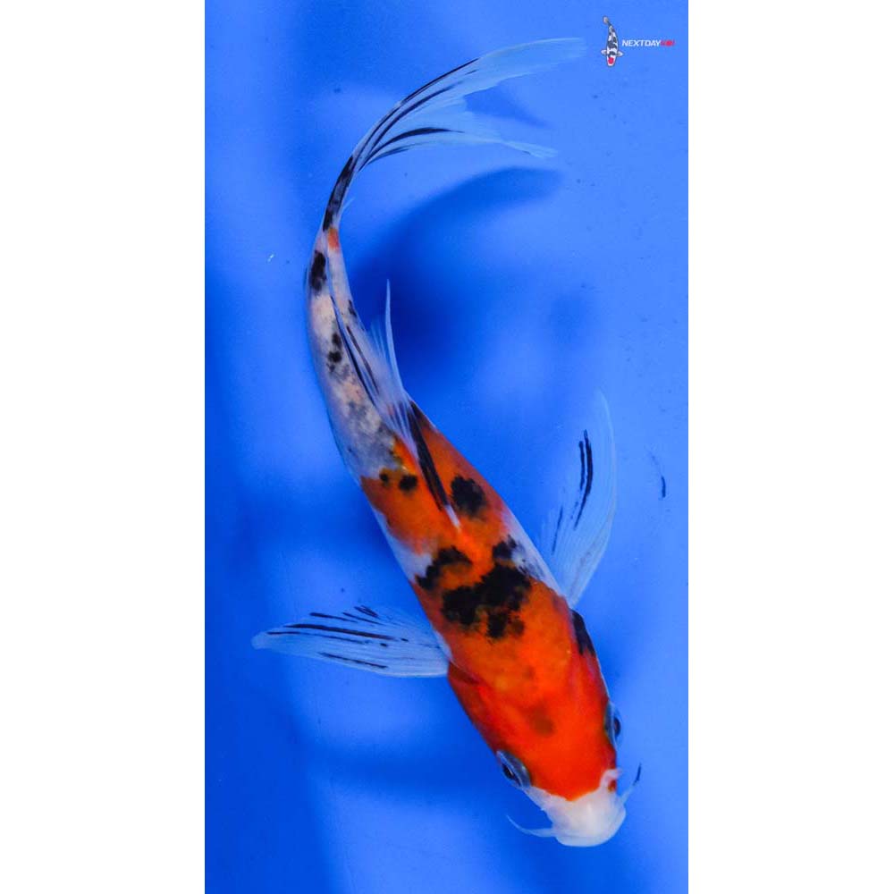 6” Imported Sanke Butterfly Koi