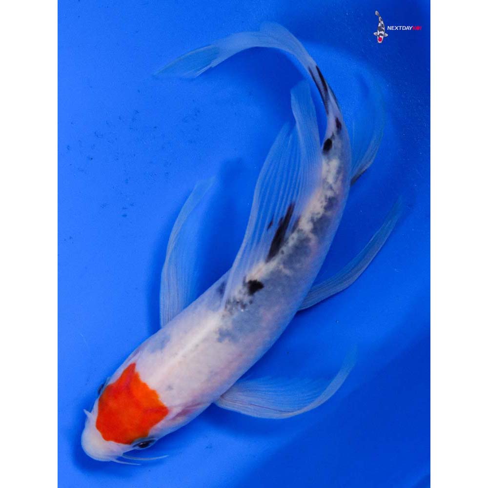 6.5” Imported Sanke Butterfly Koi