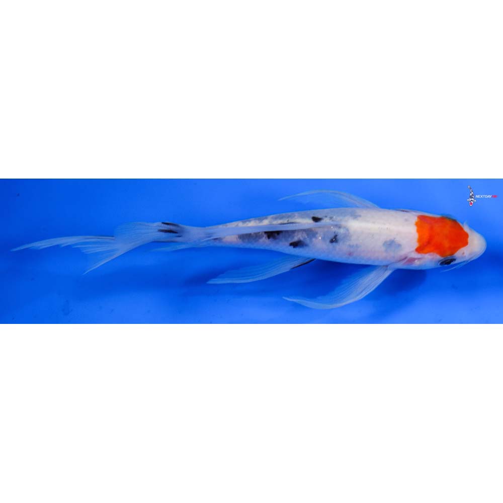 6.5” Imported Sanke Butterfly Koi