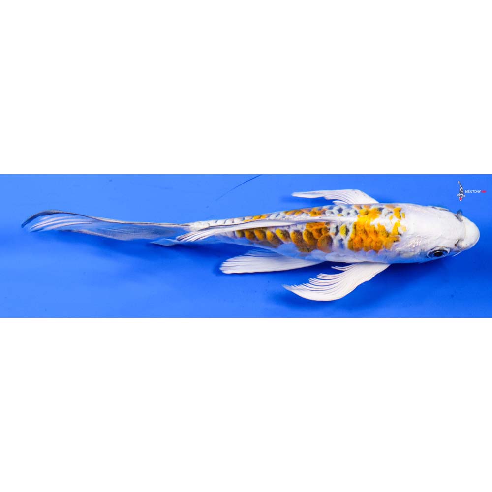 6.5” Imported Armor Scaled Kujaku Butterfly Koi