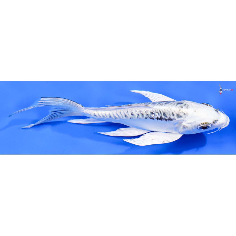 6” Imported Doitsu Gin Matsuba Butterfly Koi