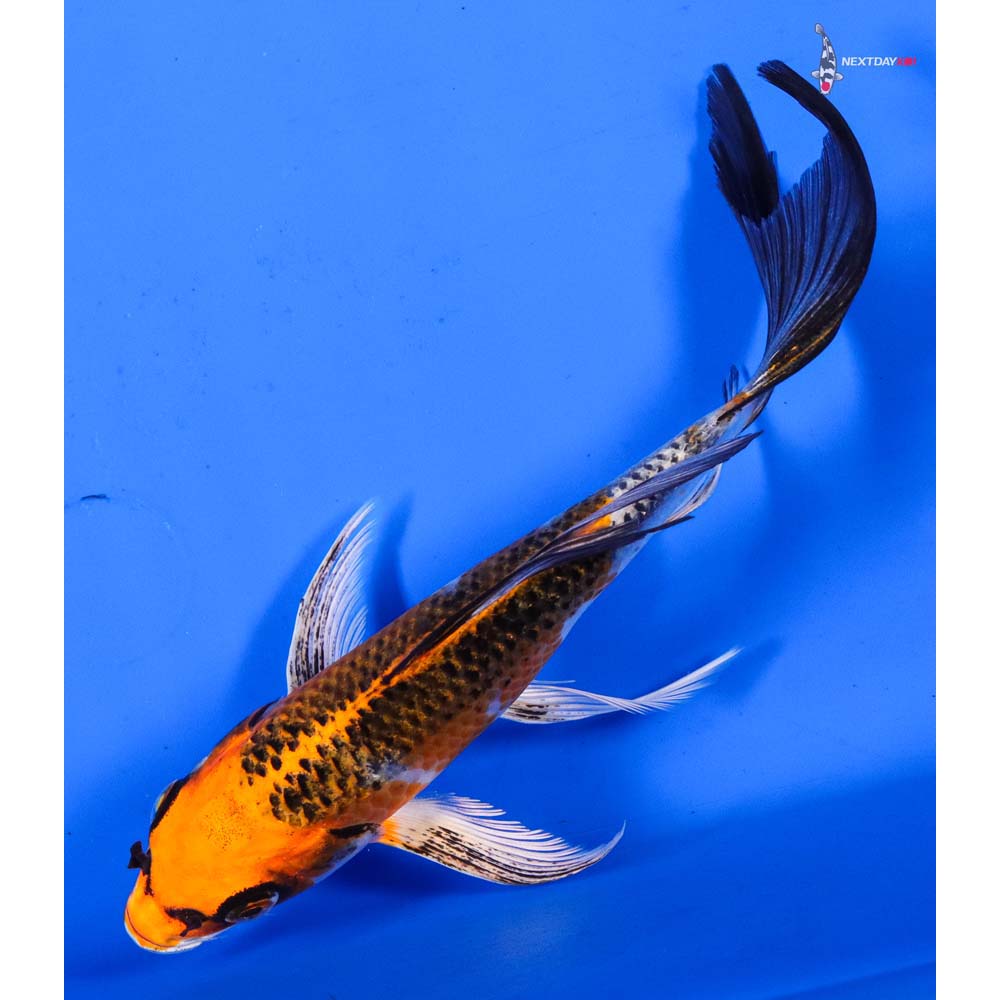 6.5” Imported Kujaku Butterfly Koi