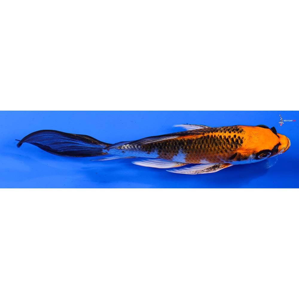 6.5” Imported Kujaku Butterfly Koi