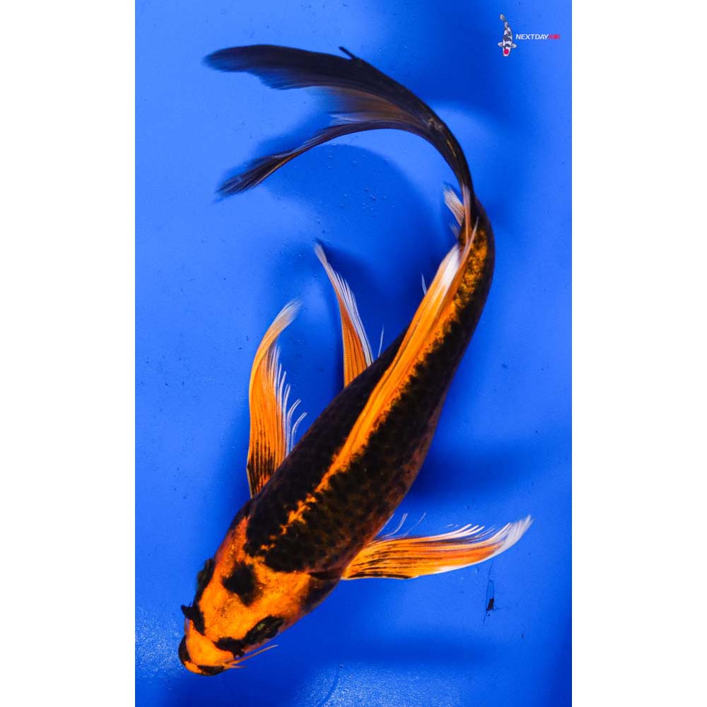 7” Imported Kin Kikokuryu Butterfly Koi