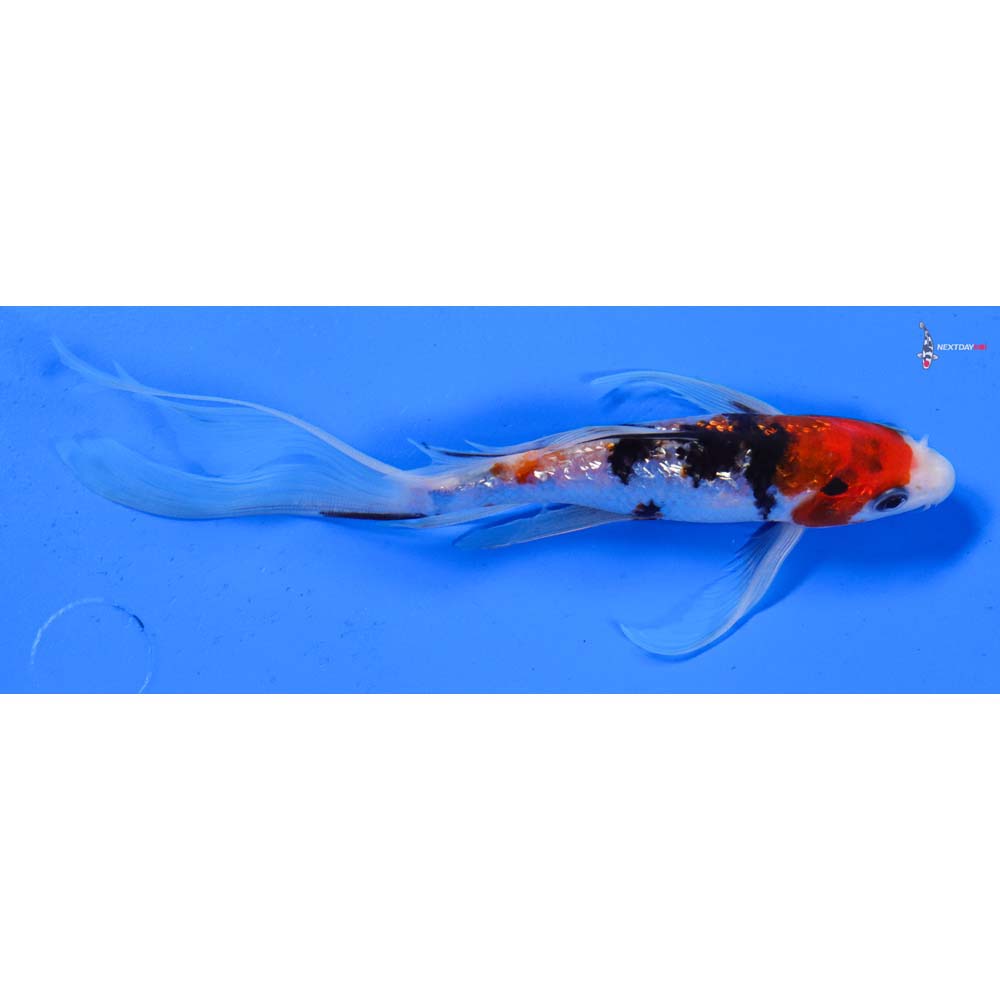 7” Imported Gin Rin Sanke Butterfly Koi