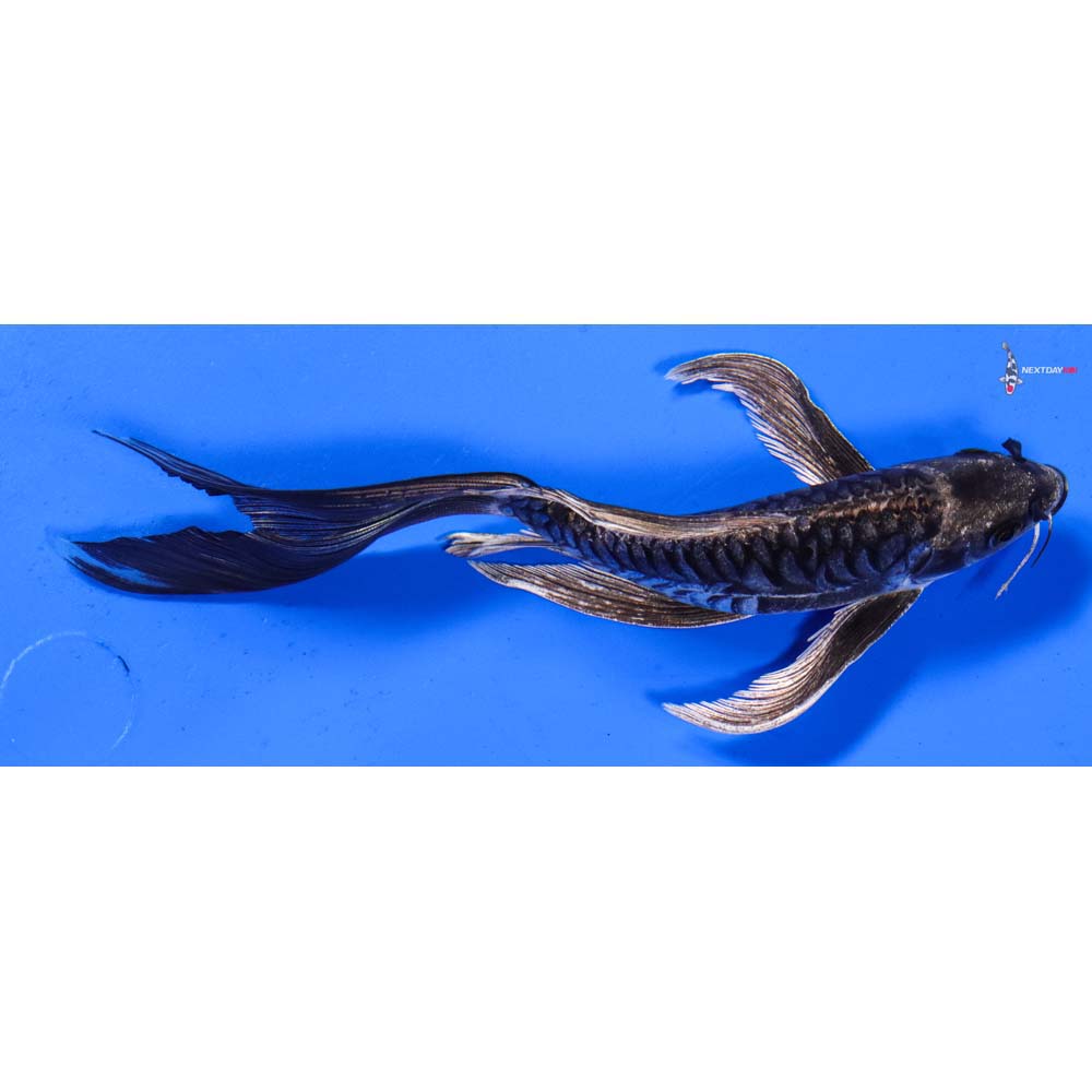7” Imported Armor Scaled Gin Matsuba Butterfly Koi