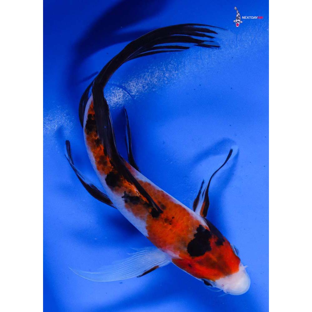 7” Imported Sanke Butterfly Koi