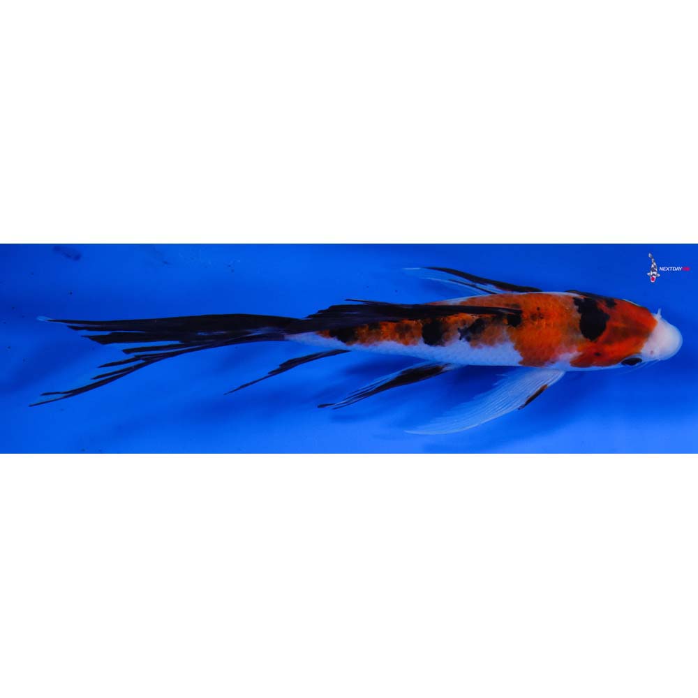 7” Imported Sanke Butterfly Koi