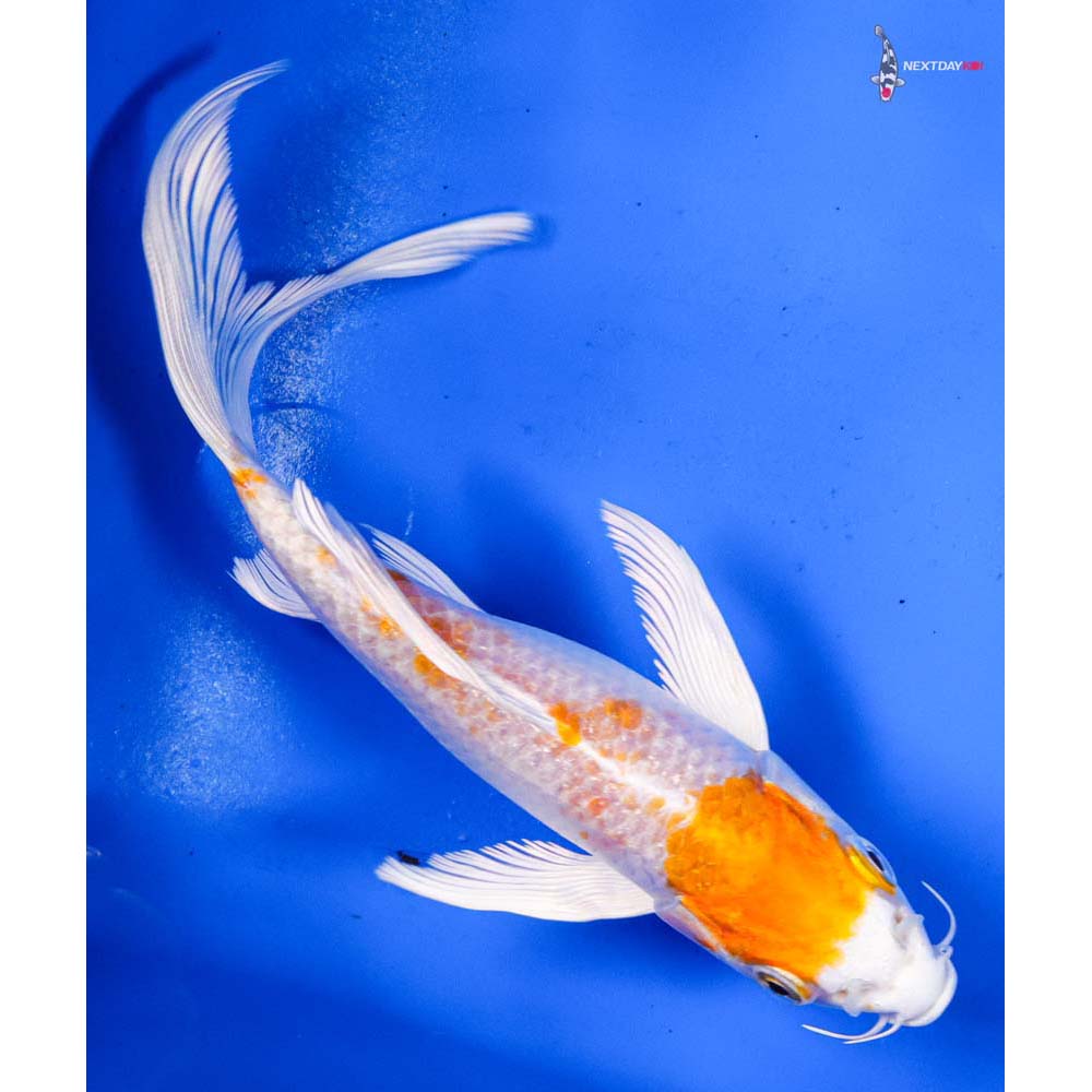 6” Imported Hariwake Butterfly Koi