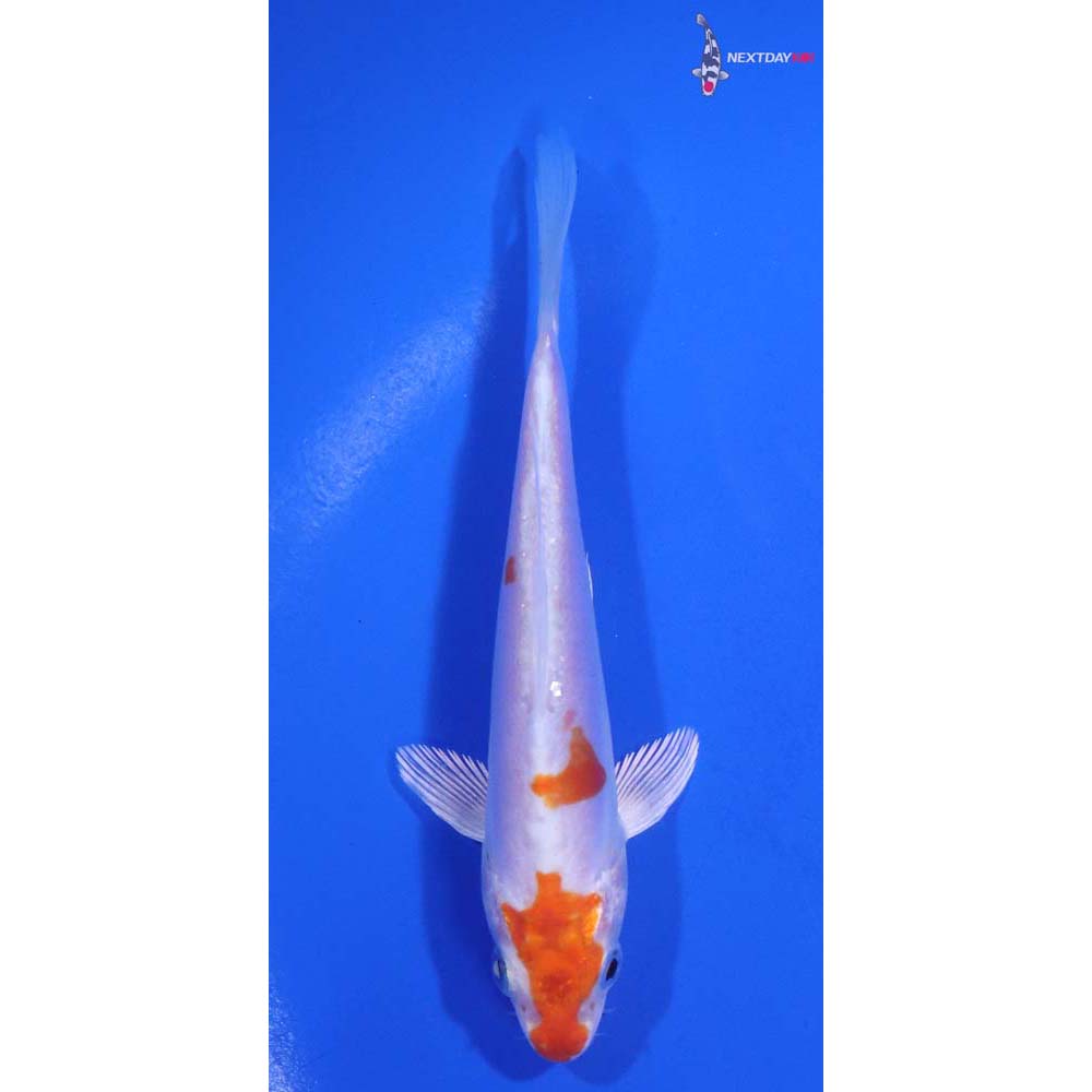 4.5” Imported Kikusui