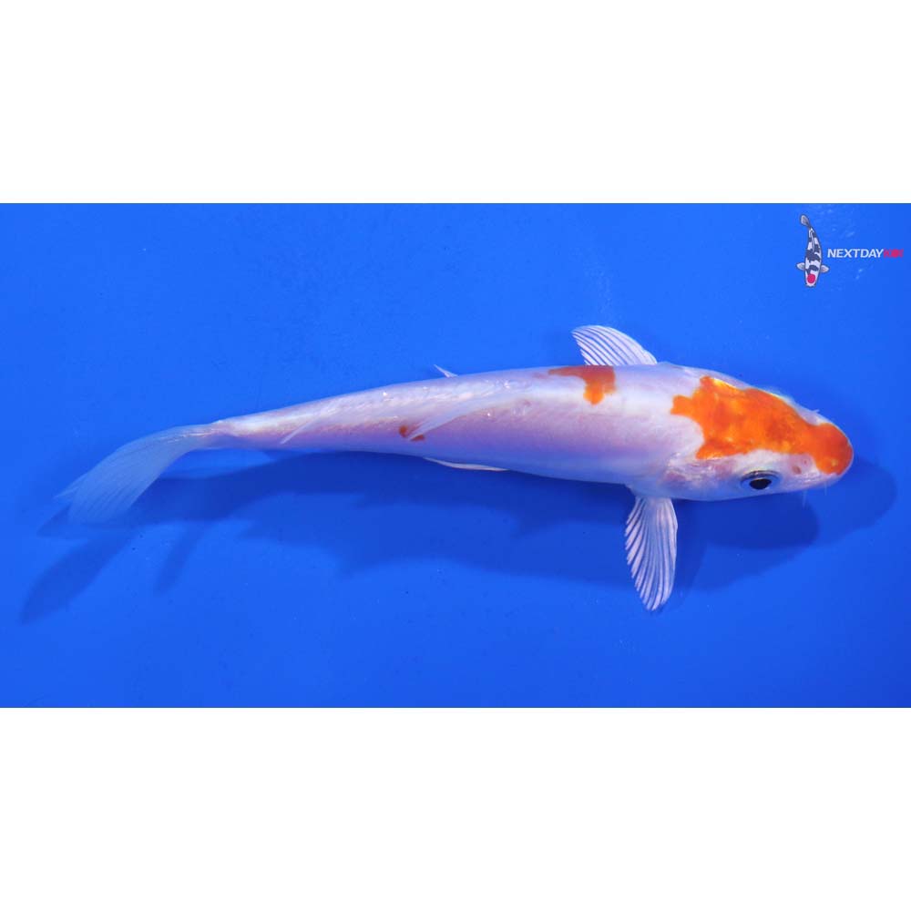 4.5” Imported Kikusui