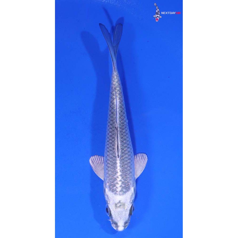 4.5” Imported Gin Matsuba