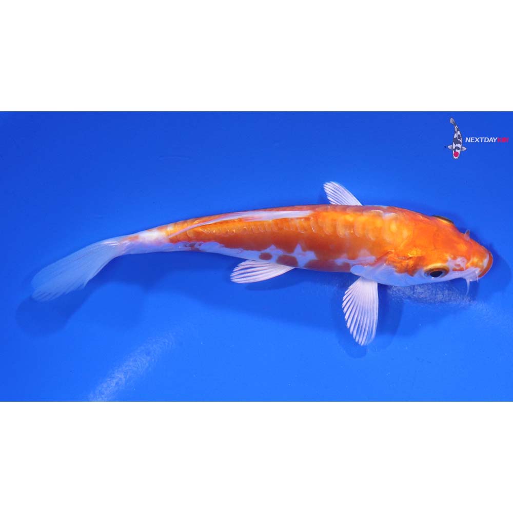 4.5” Imported Kikusui