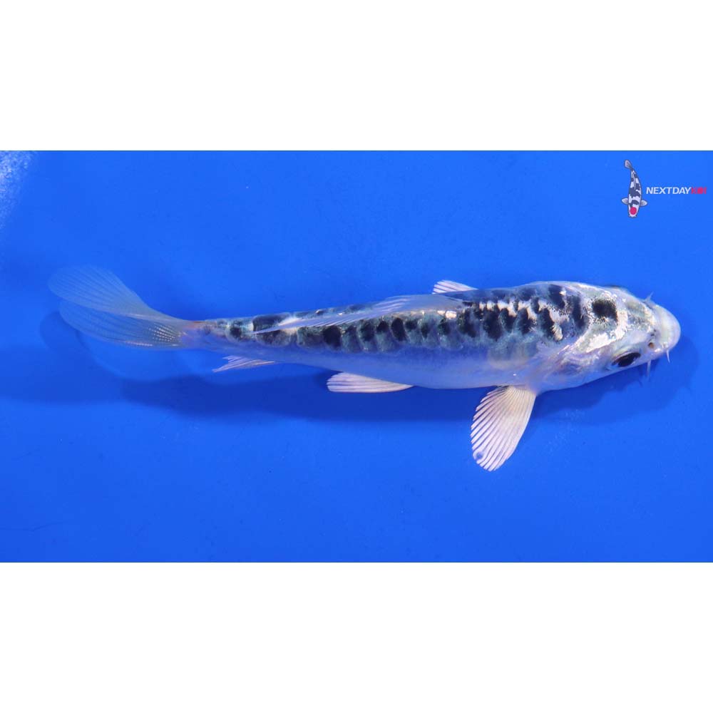 4.5” Imported Doitsu Blue Gin Matsuba