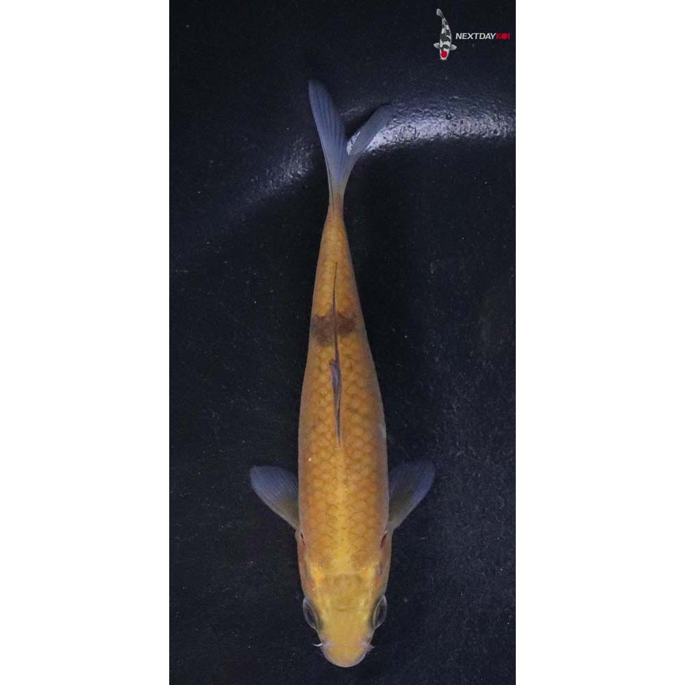 4.5” Imported Chagoi