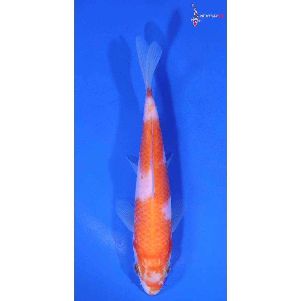 5” Imported Kohaku
