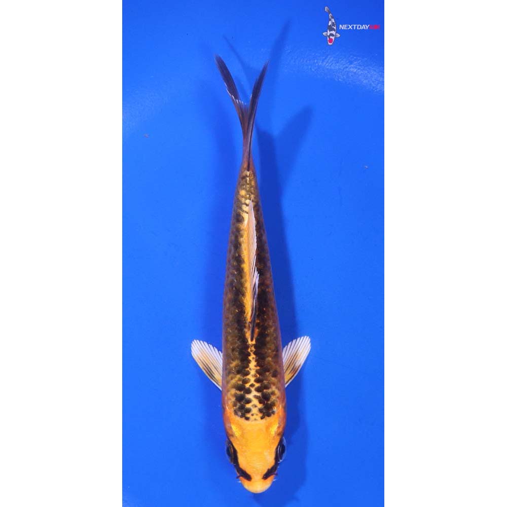 5” Imported Orenji Matsuba