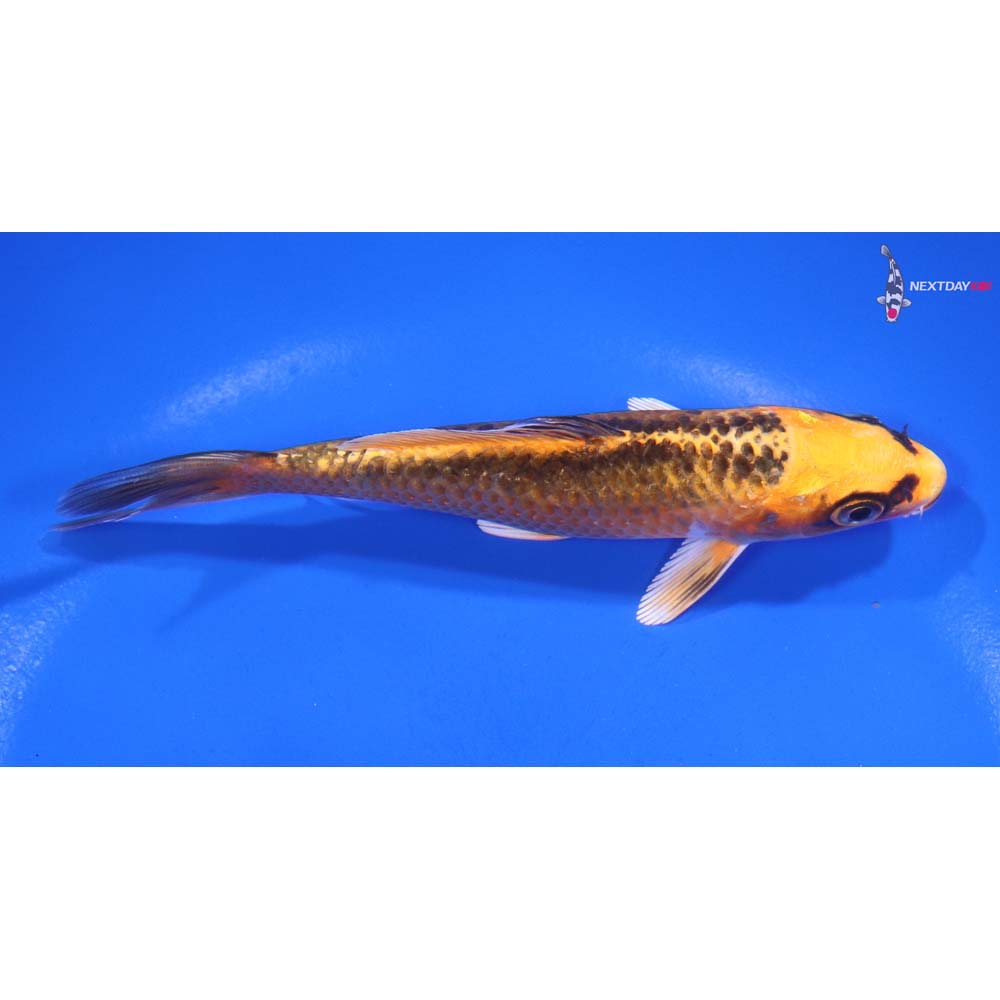 5” Imported Orenji Matsuba