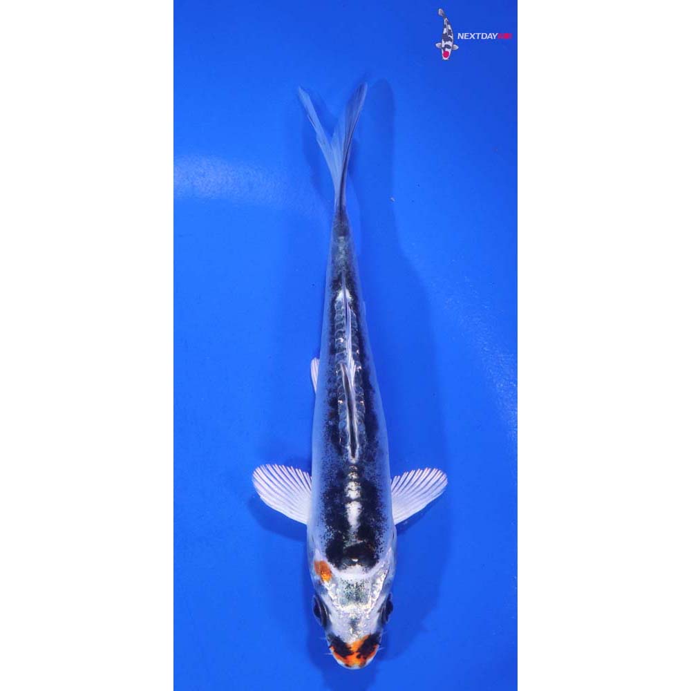 5” Imported Doitsu Blue Kujaku