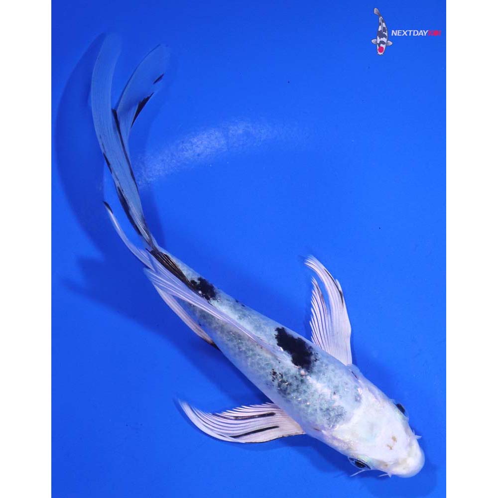 5.5” Imported Gin Shiro Bekko Butterfly Koi