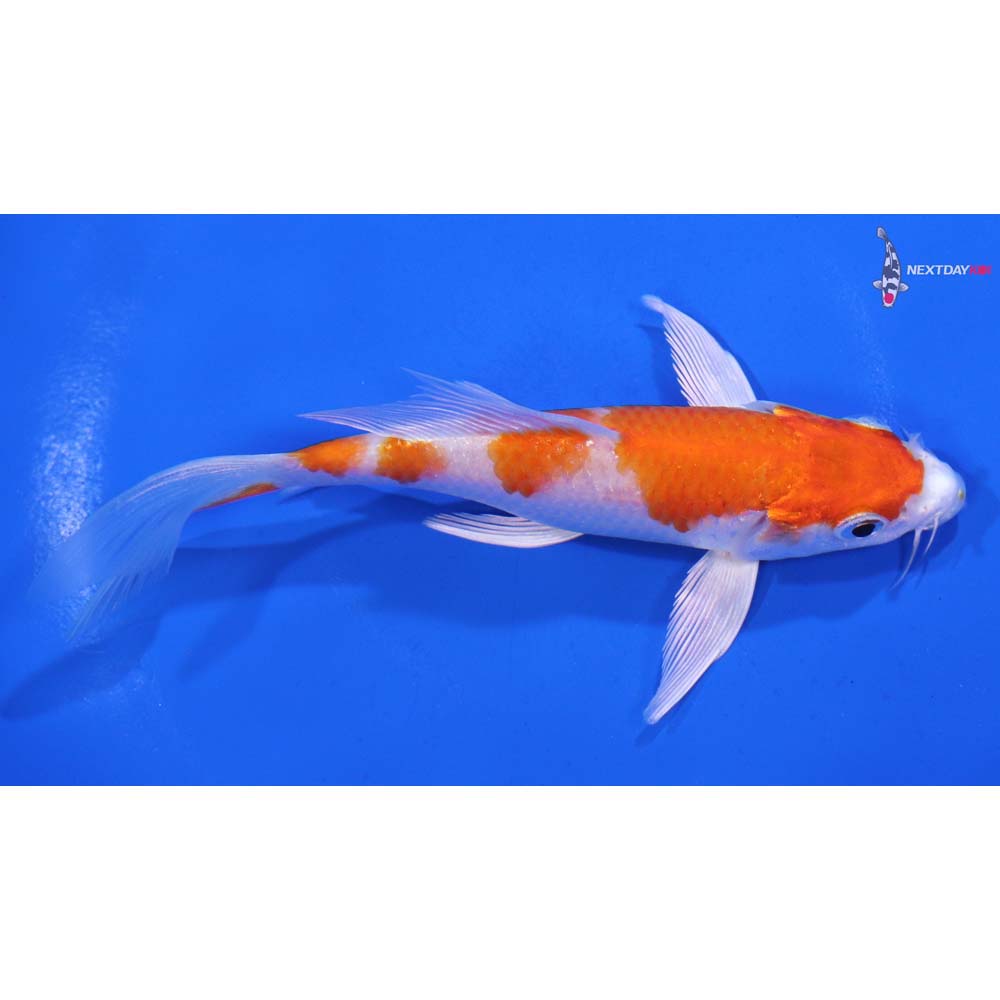 5” Imported Hariwake Butterfly Koi