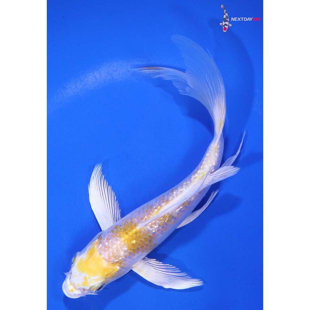 6” Imported Gin Rin Lemon Hariwake Butterfly Koi