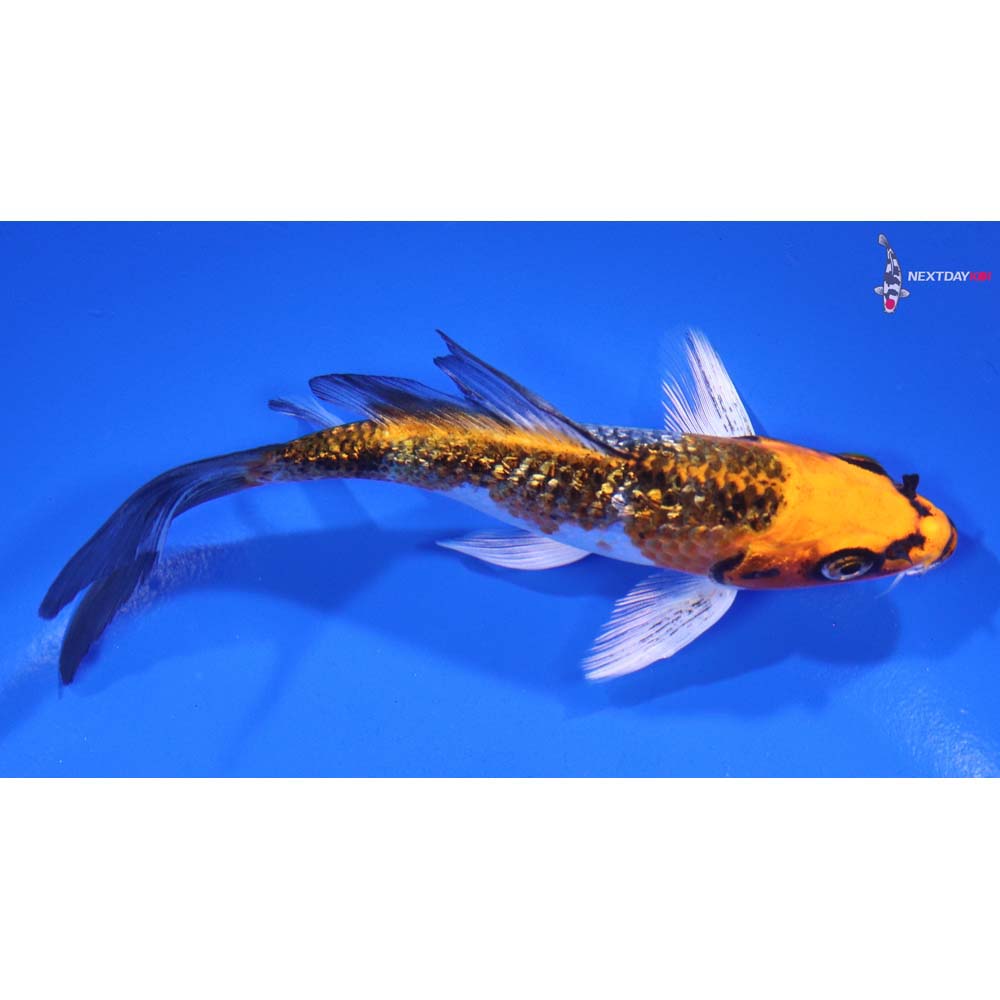 5.5” Imported Gin Rin Kujaku Butterfly Koi
