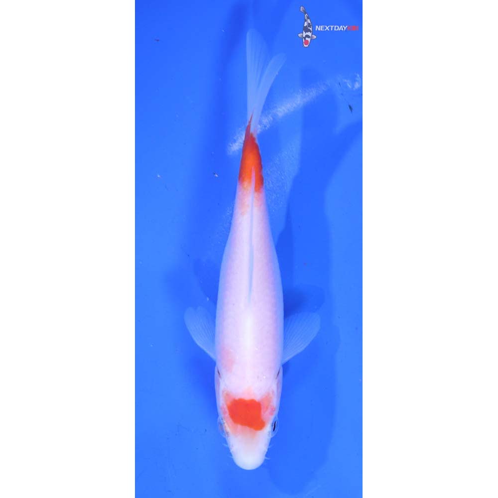 5” Imported Kohaku
