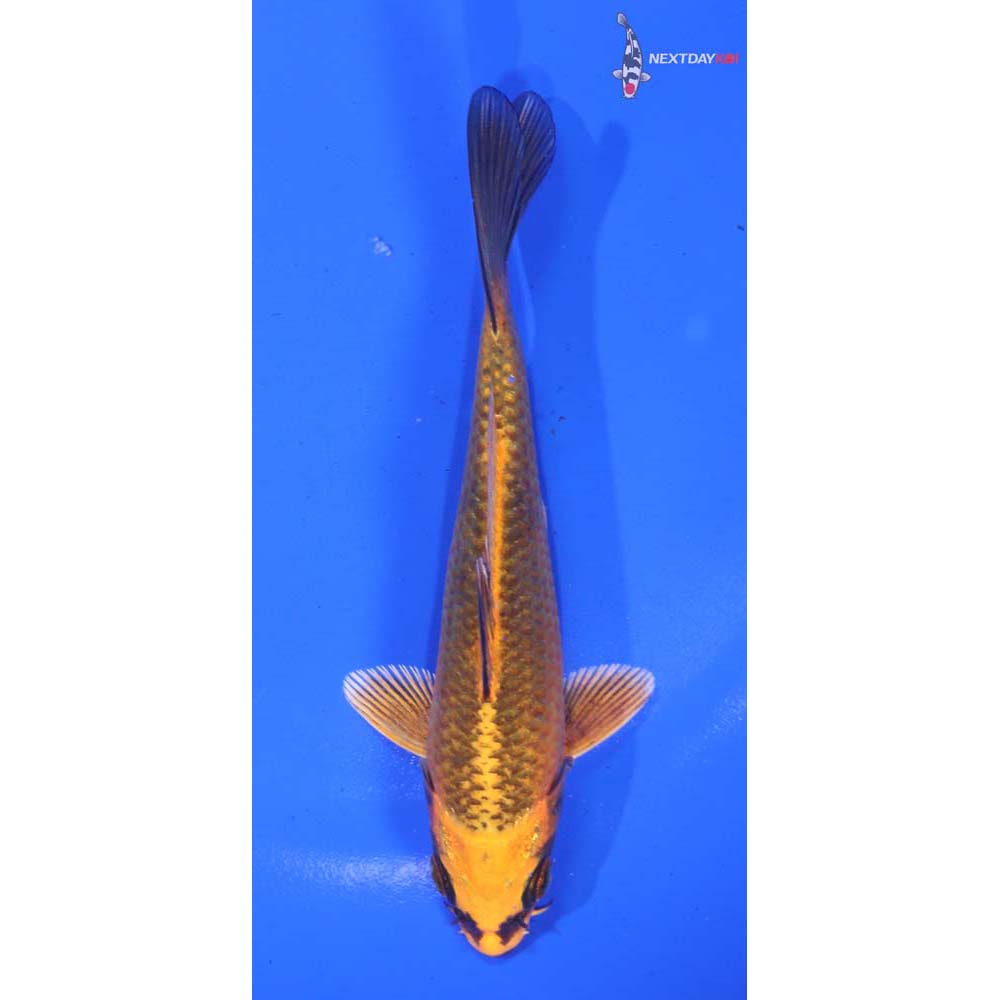 5” Imported Orenji Matsuba