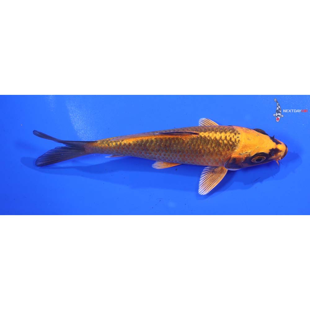 5” Imported Orenji Matsuba