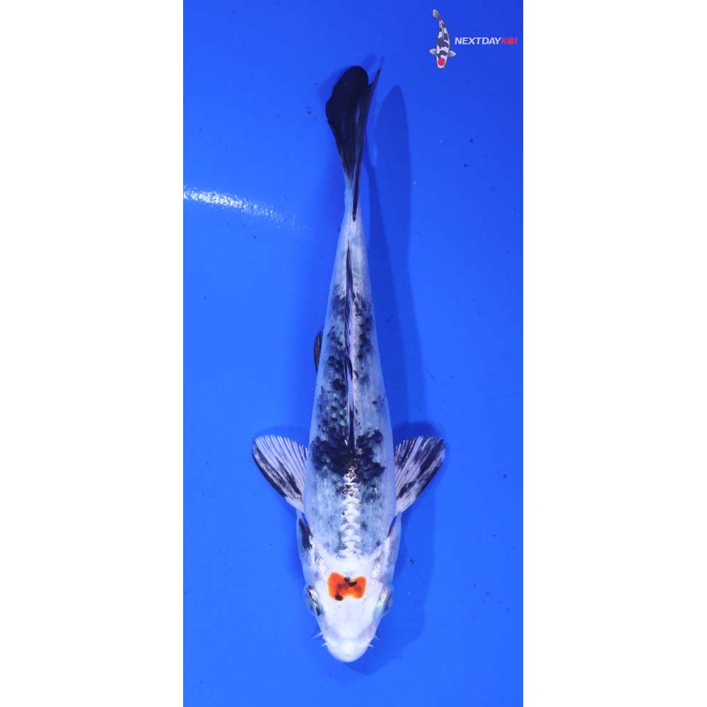 5” Imported Yamato Nishiki