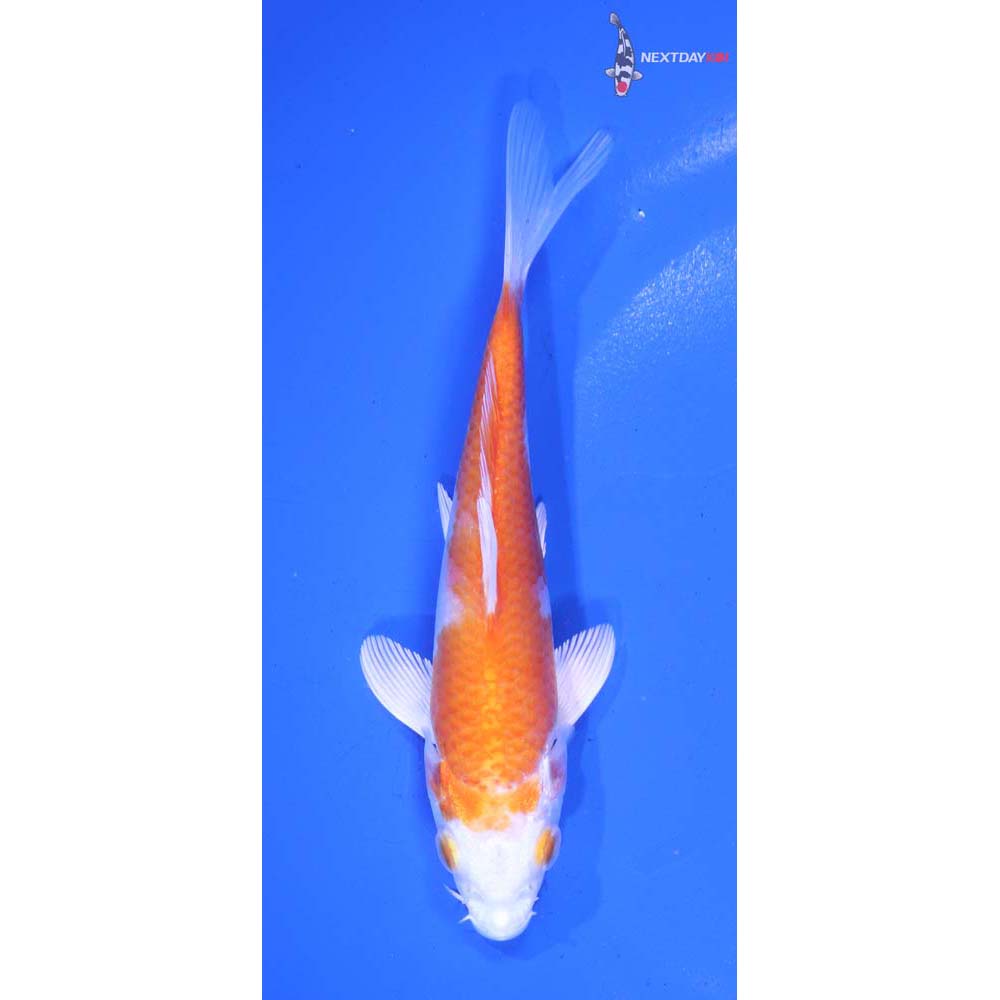 5” Imported Hariwake